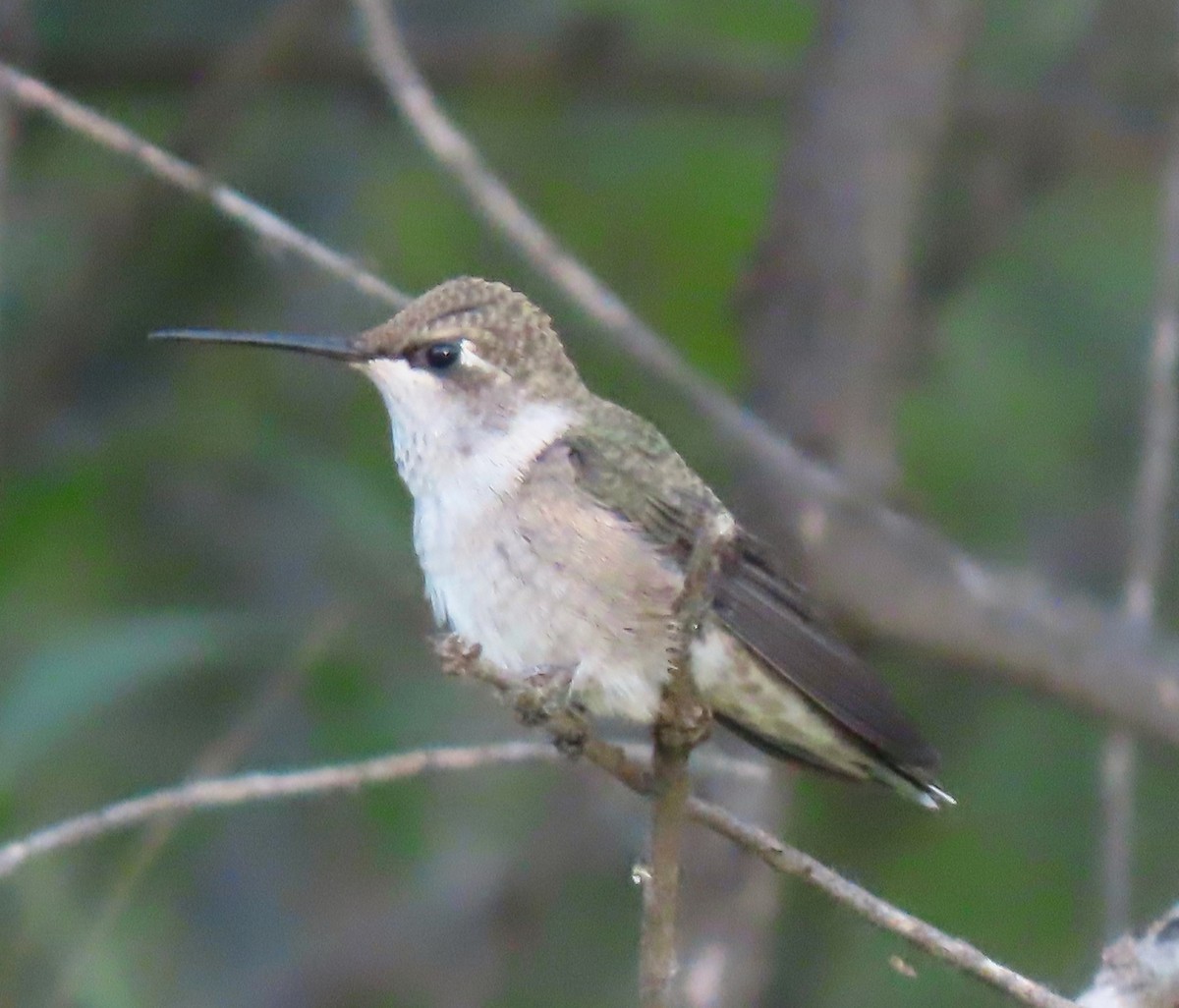 Black-chinned Hummingbird - ML591418411