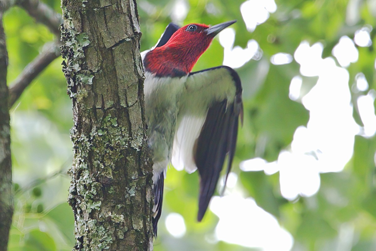 Red-headed Woodpecker - ML591418451