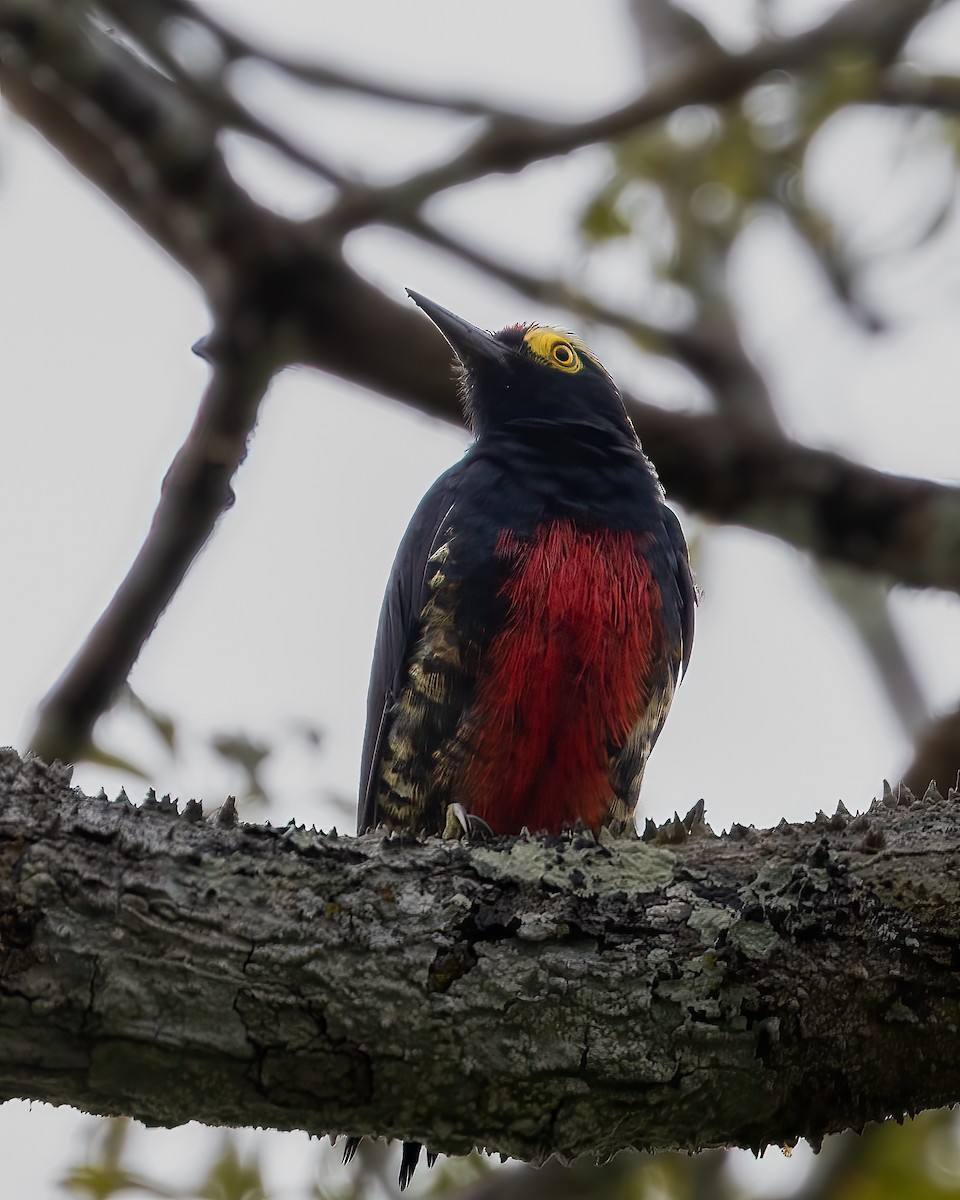Yellow-tufted Woodpecker - ML591418511