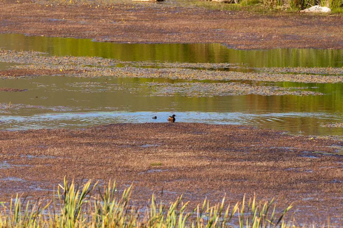 Little Grebe - ML591418581