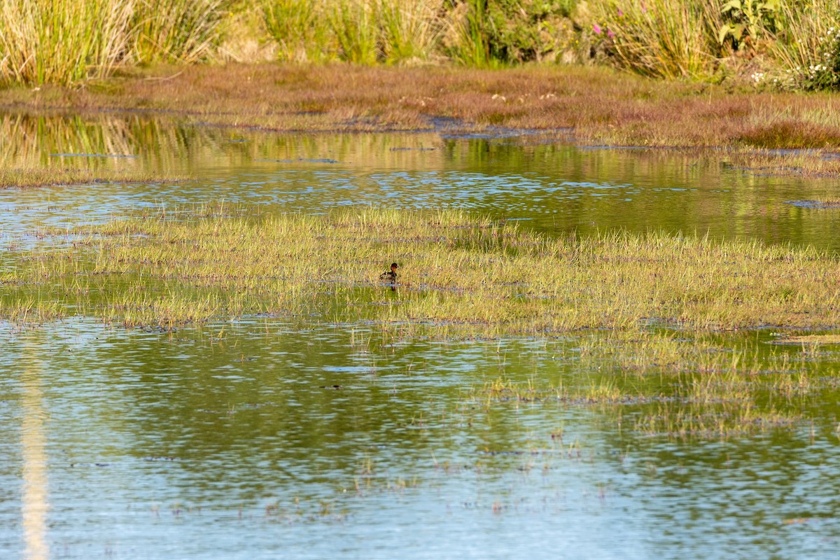 Little Grebe - ML591418601