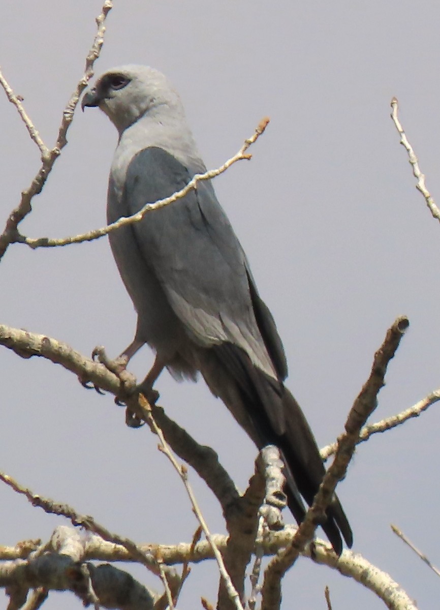 Mississippi Kite - ML591418901