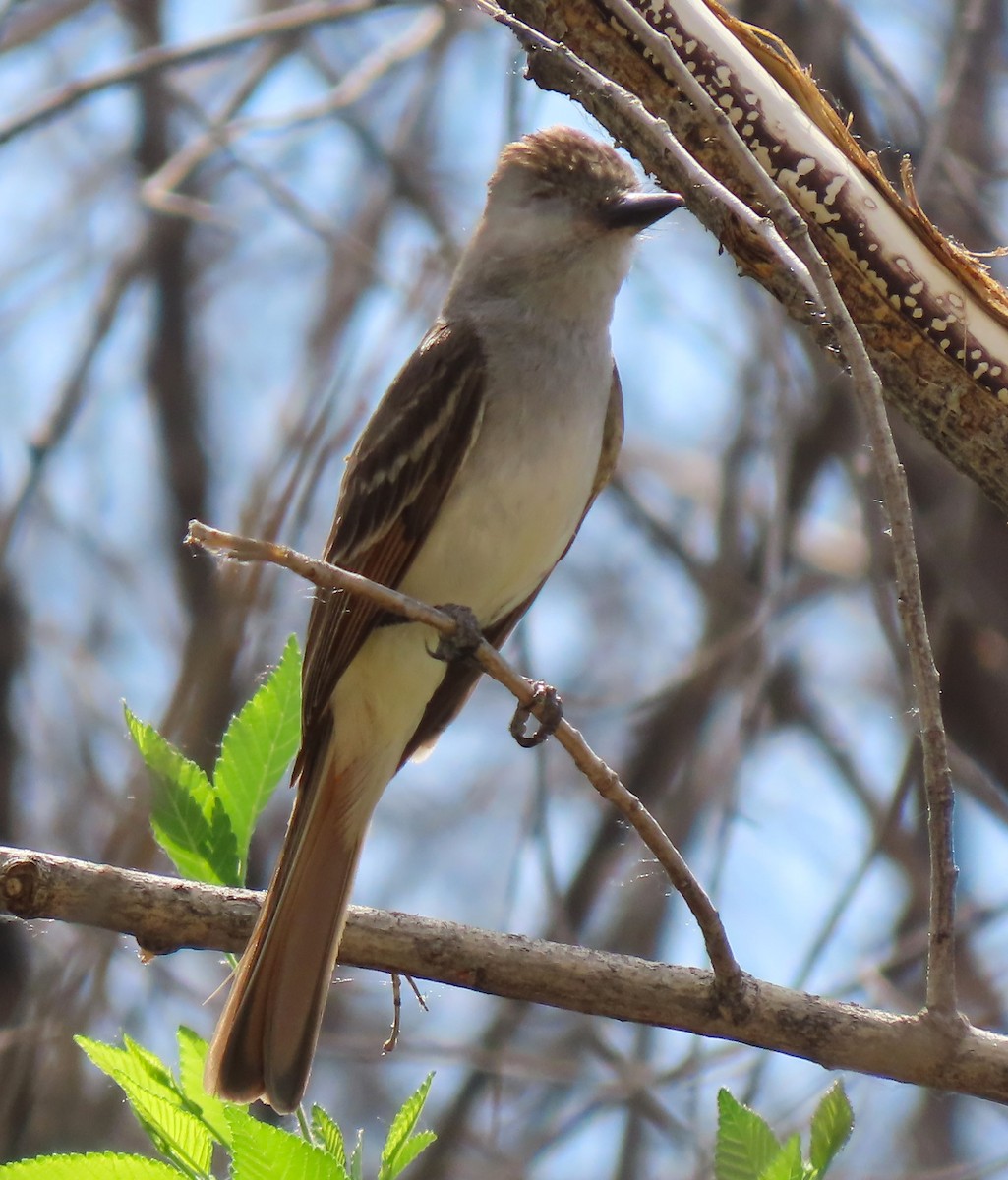 Ash-throated Flycatcher - ML591419451