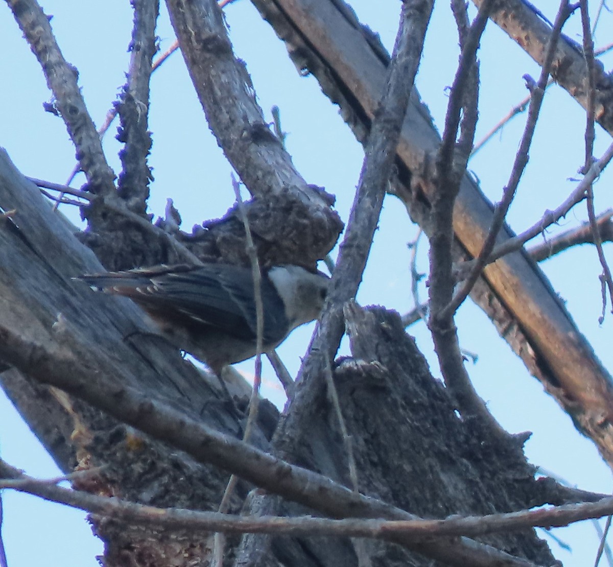 White-breasted Nuthatch - ML591419691