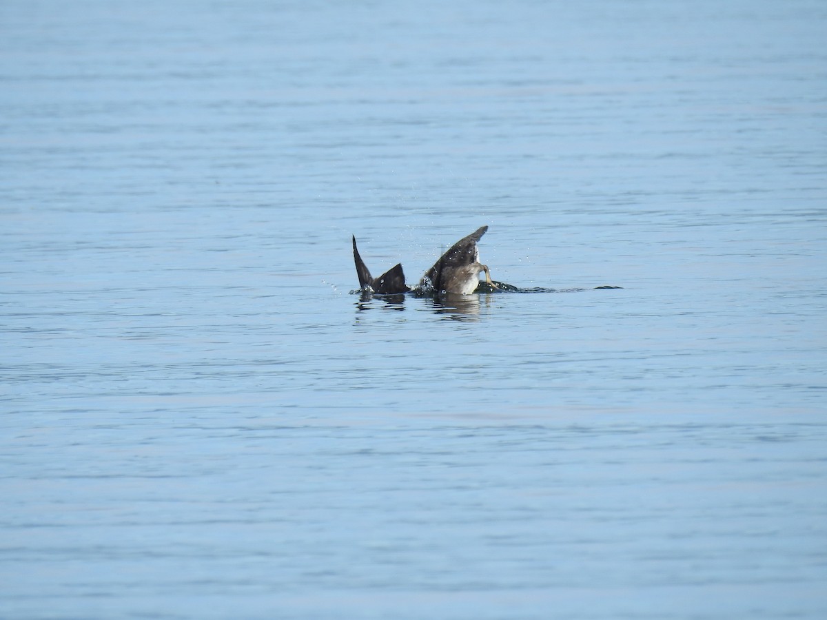 Rhinoceros Auklet - ML59142211