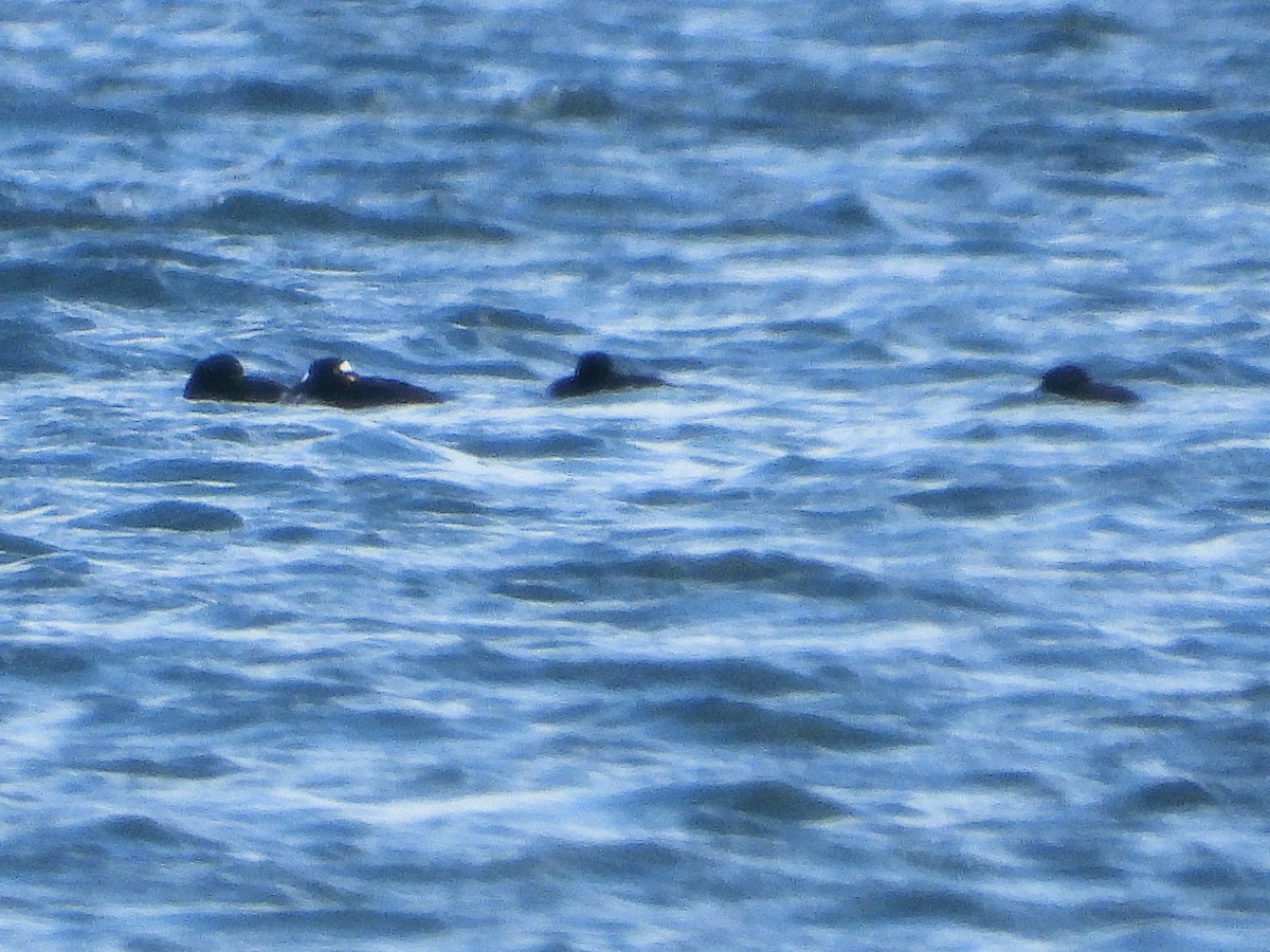 Surf Scoter - Teresa Cohen