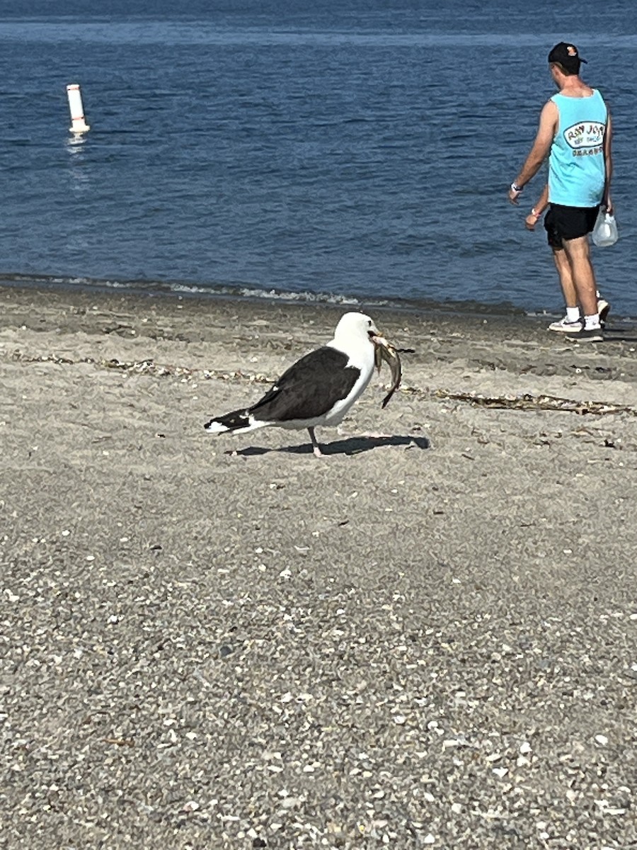 Great Black-backed Gull - ML591423341