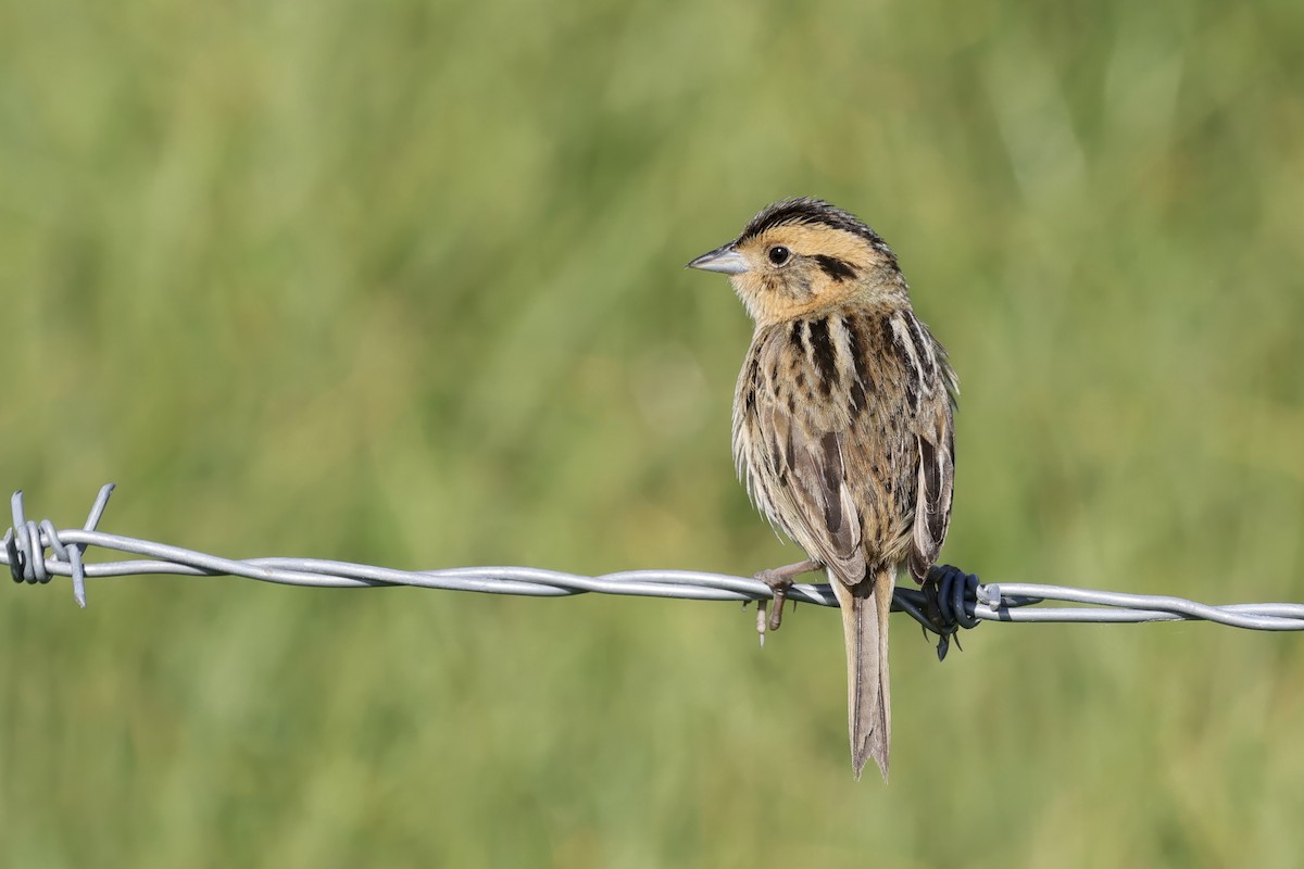 Nelson's Sparrow - ML591423381