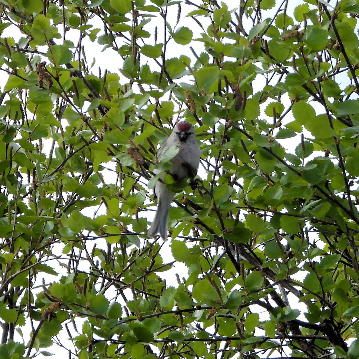 Redpoll (Hoary) - ML591423411
