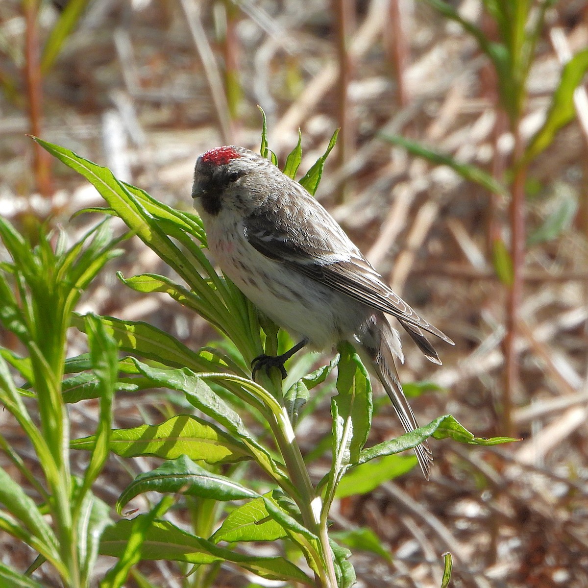 Hoary Redpoll - Teresa Cohen