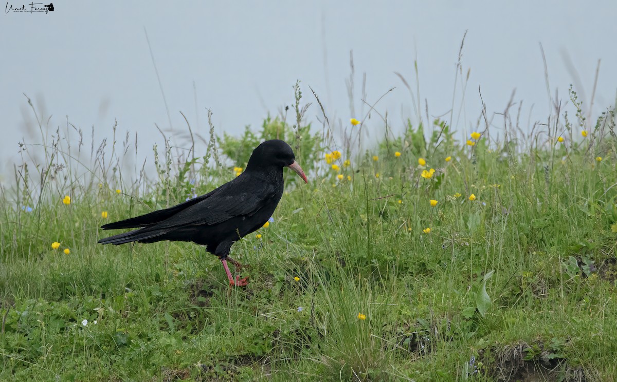 Red-billed Chough - Umer Farooq(World and the Wild Team)