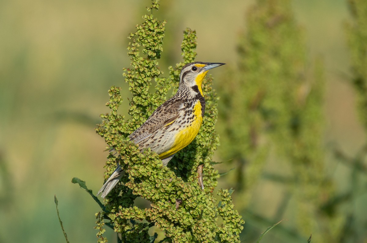 Western Meadowlark - ML591426611