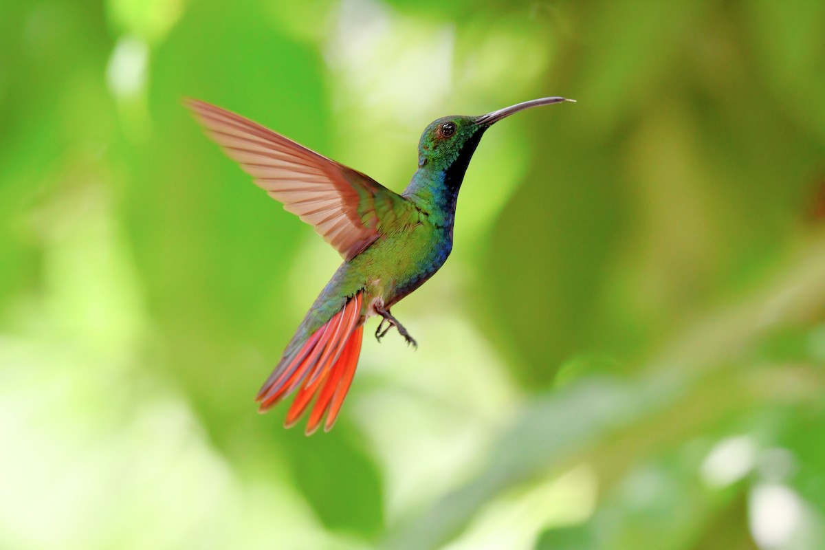 Green-breasted Mango - ML591426891