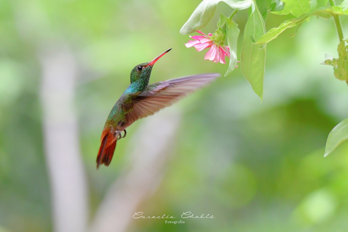 Kızıl Kuyruklu Kolibri - ML591427221