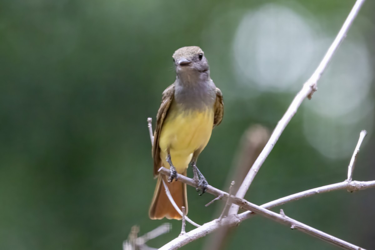 Great Crested Flycatcher - ML591427661