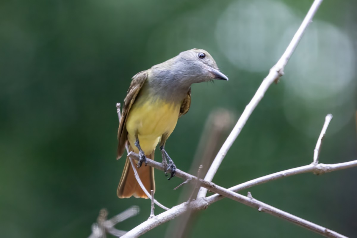 Great Crested Flycatcher - ML591427671