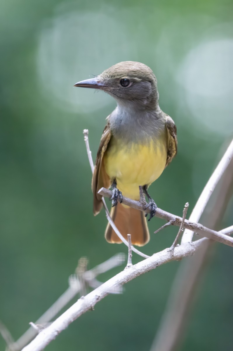 Great Crested Flycatcher - ML591427711