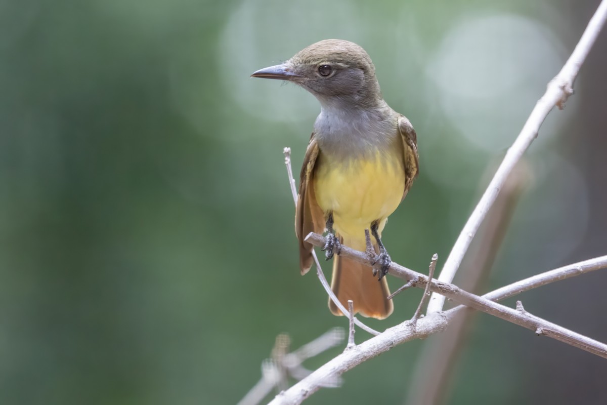 Great Crested Flycatcher - ML591427731