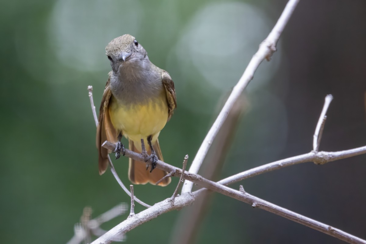 Great Crested Flycatcher - ML591427771