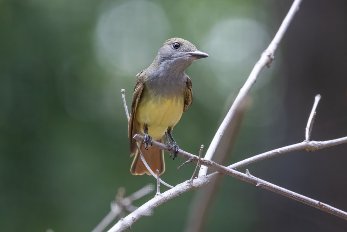 Great Crested Flycatcher - ML591427861