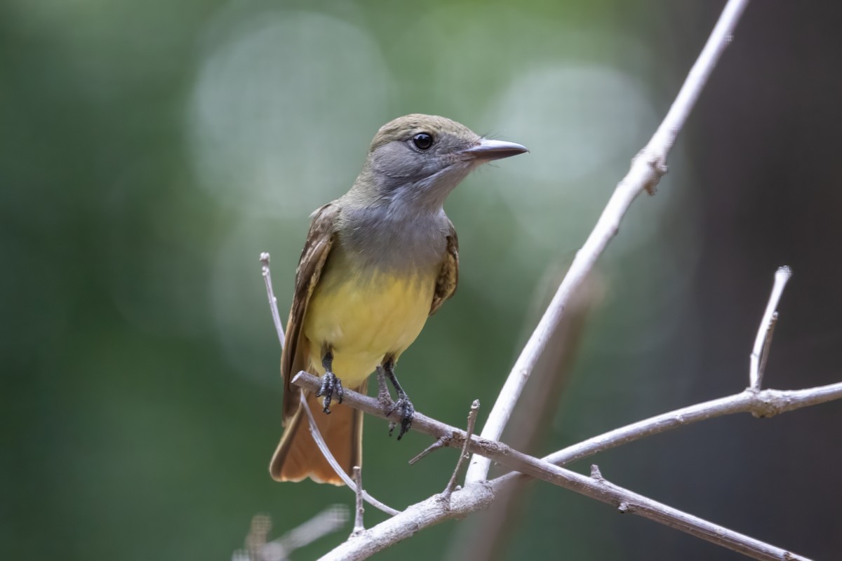 Great Crested Flycatcher - ML591427901