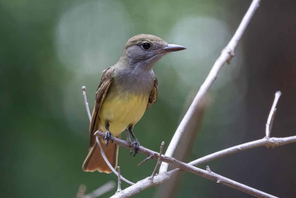 Great Crested Flycatcher - Sandy & Bob Sipe