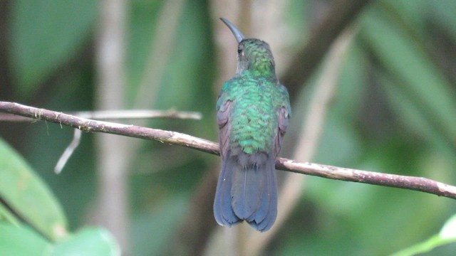 Blauschwanz-Buffonkolibri - ML591428161