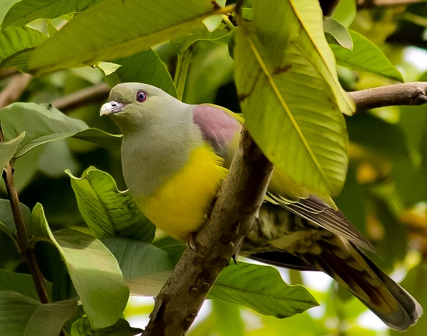 Bruce's Green-Pigeon - Omurcem AKKAYA