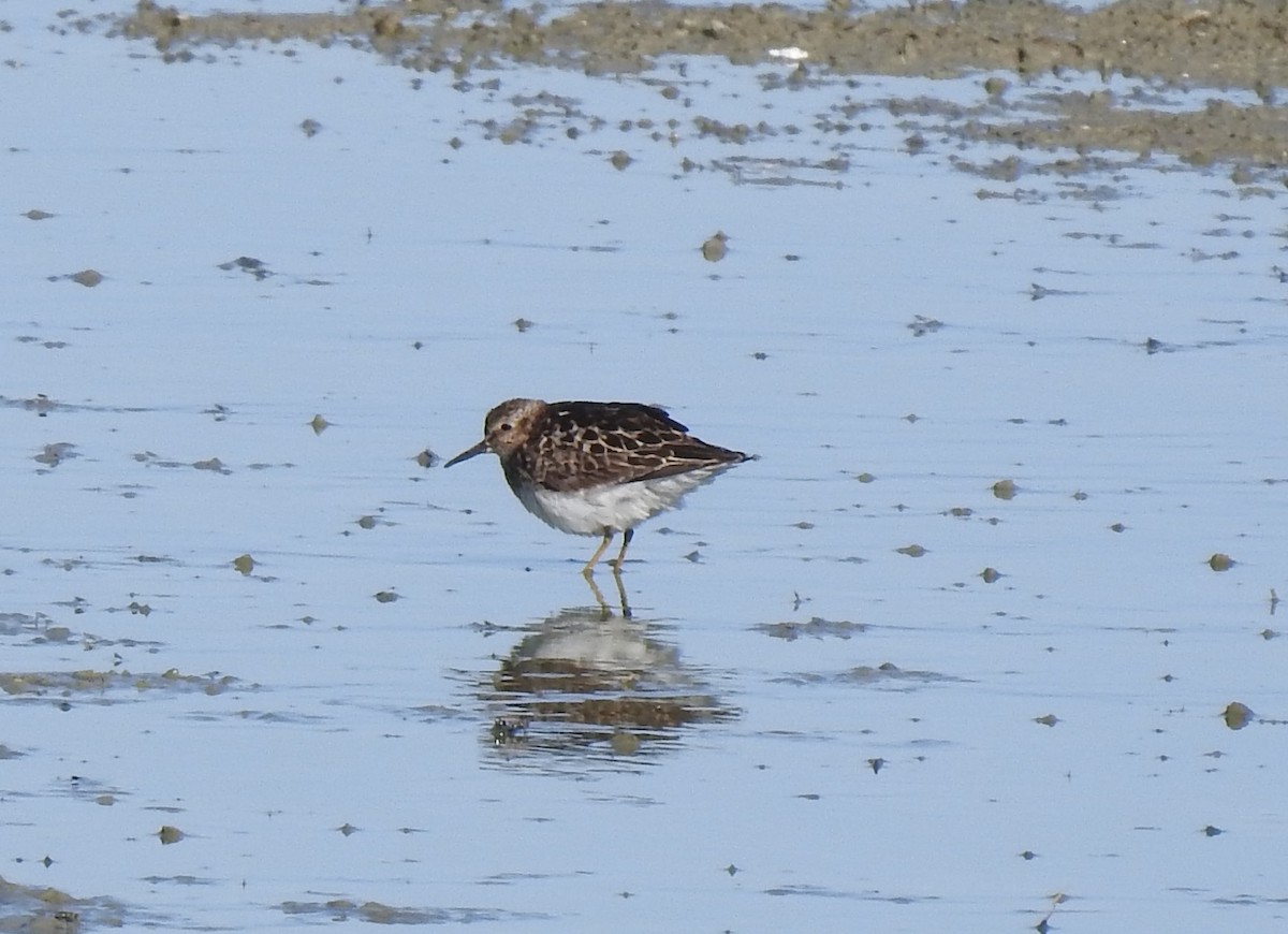 Wiesenstrandläufer - ML591428821