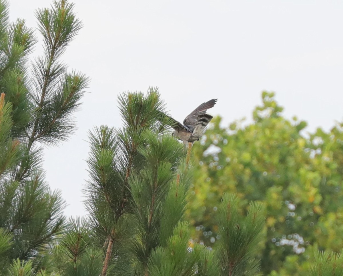 Mississippi Kite - ML591428911