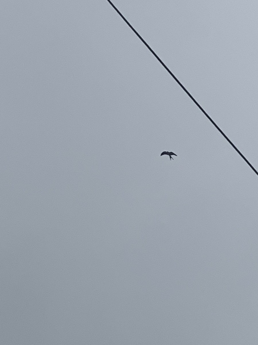 Swallow-tailed Kite - ML591429251