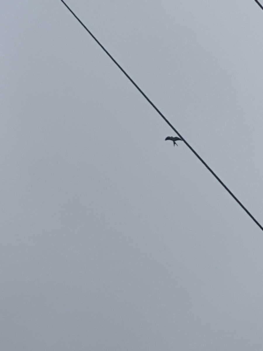 Swallow-tailed Kite - ML591429261