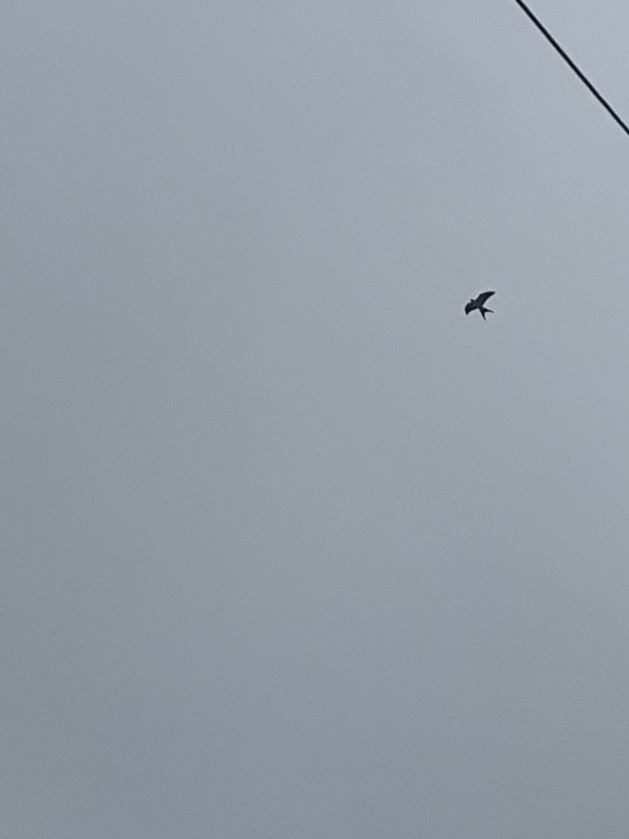 Swallow-tailed Kite - ML591429271