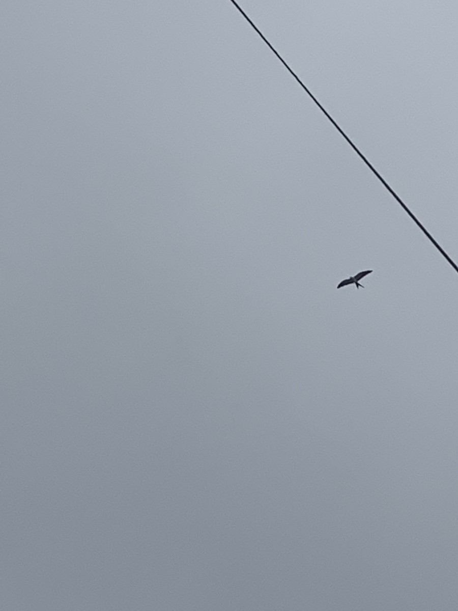 Swallow-tailed Kite - ML591429281