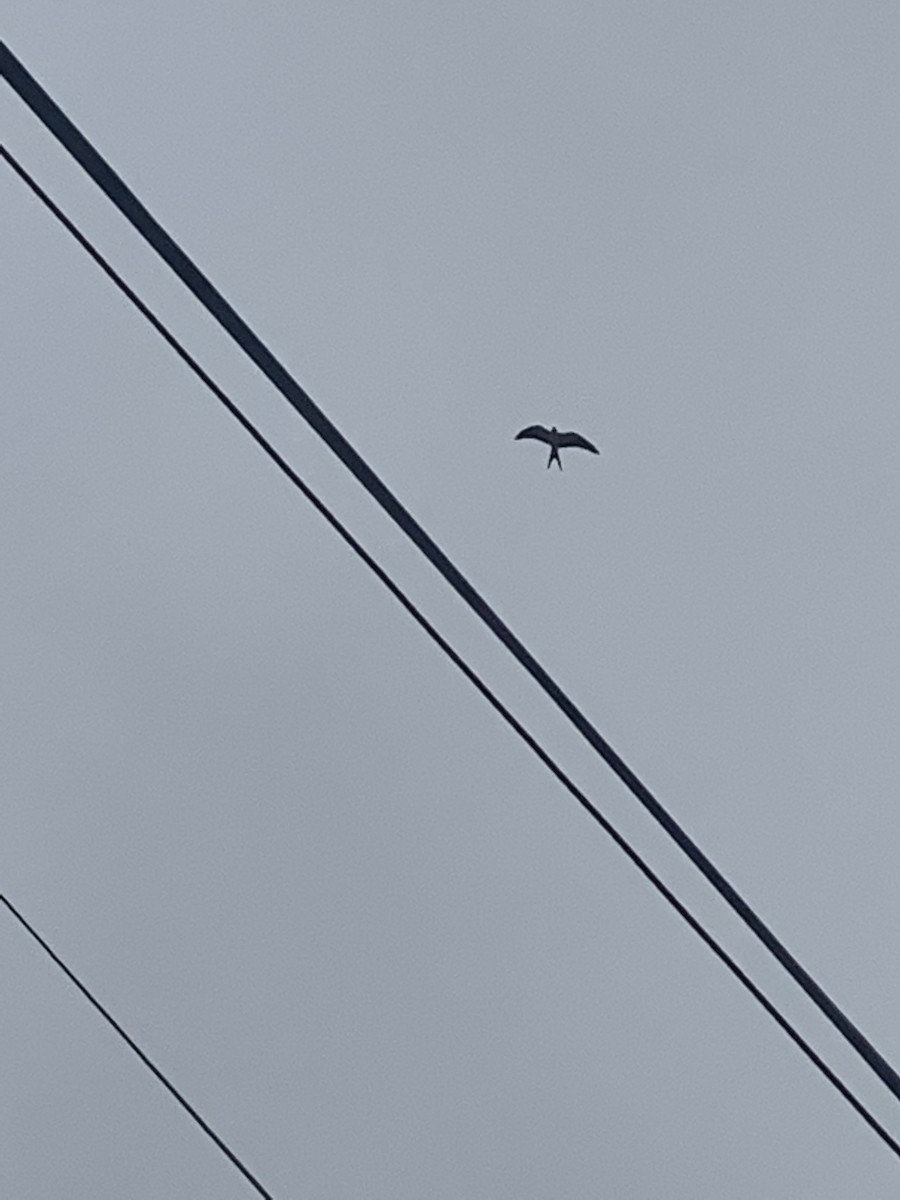 Swallow-tailed Kite - ML591429291