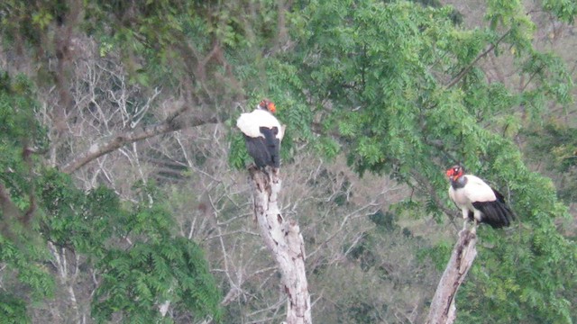 King Vulture - ML591429331