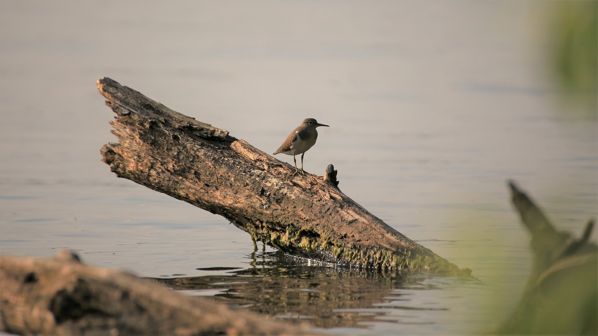 Common Sandpiper - ML591429361