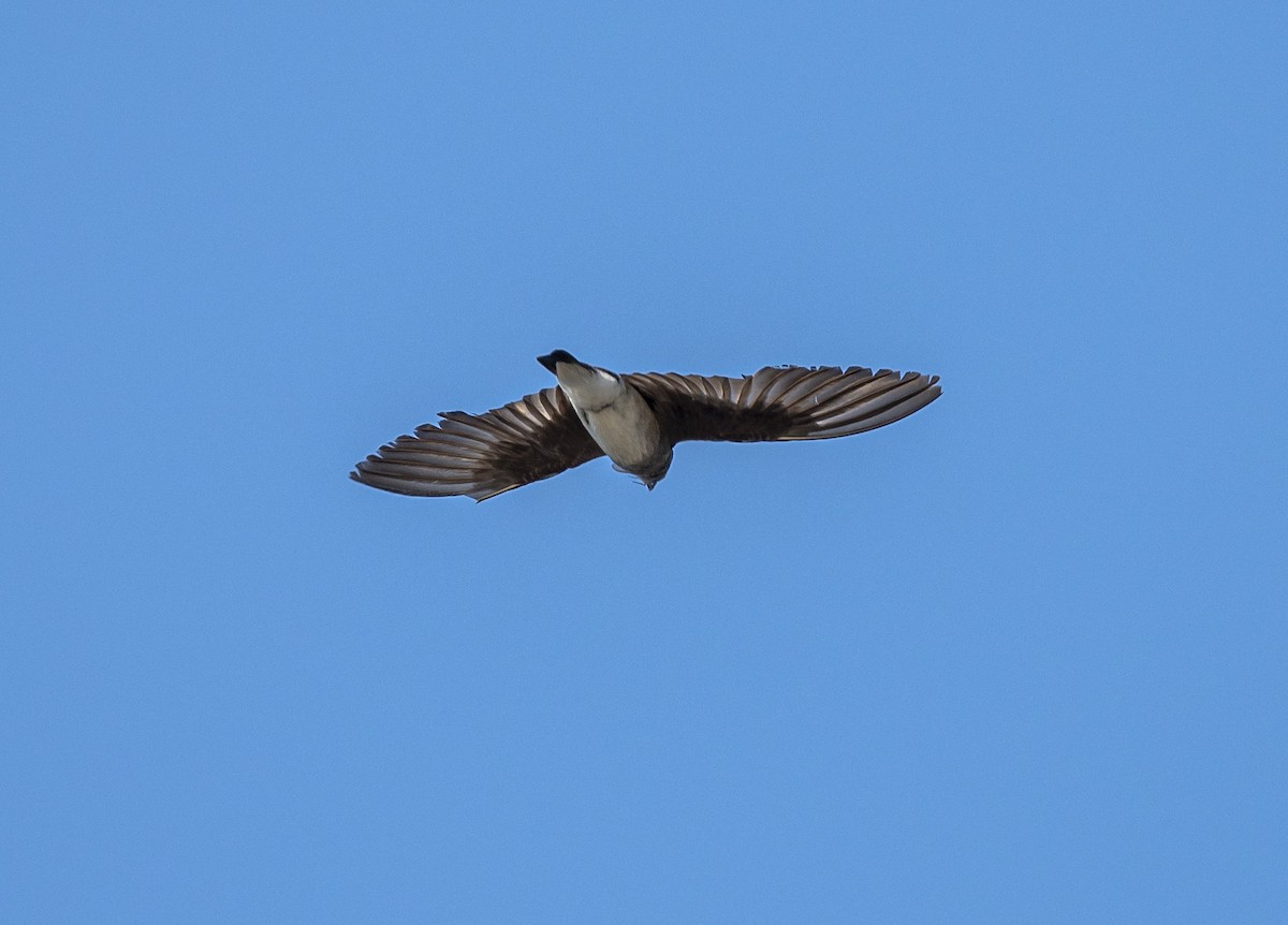 Northern Rough-winged Swallow - ML591429791