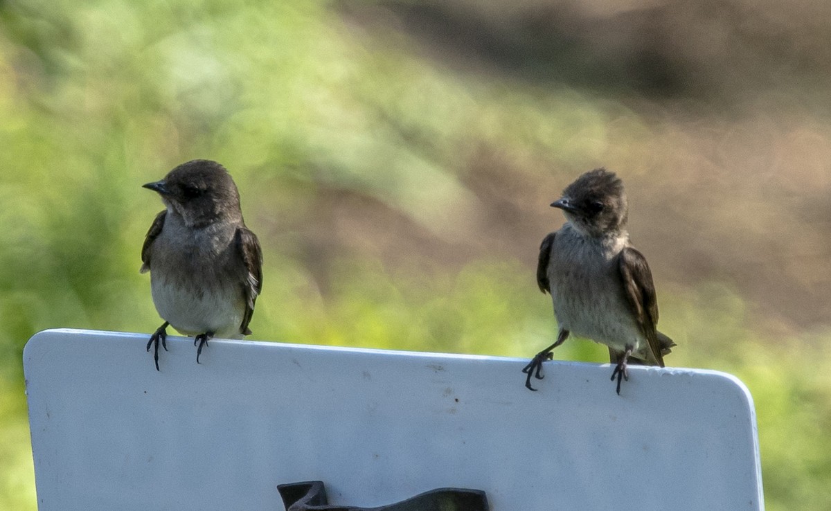 Northern Rough-winged Swallow - ML591429861
