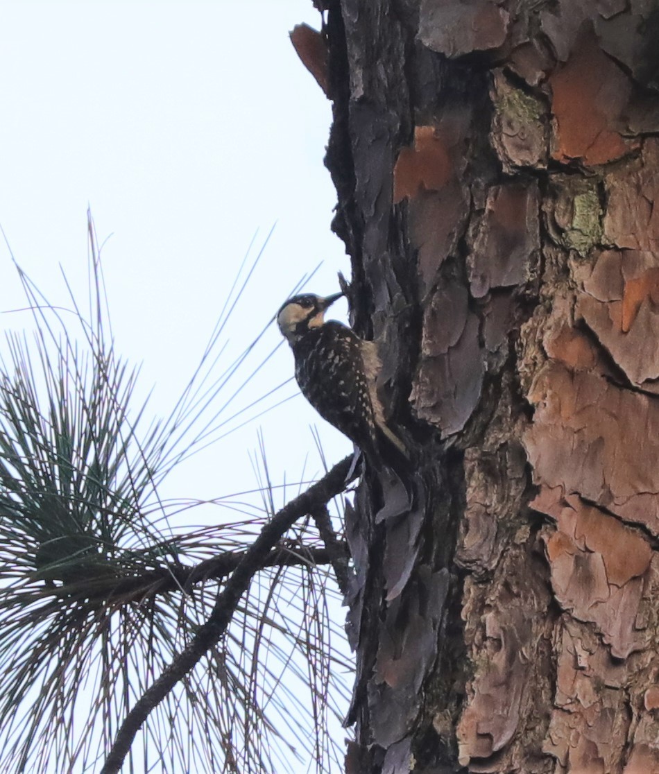 Red-cockaded Woodpecker - Laurel Barnhill