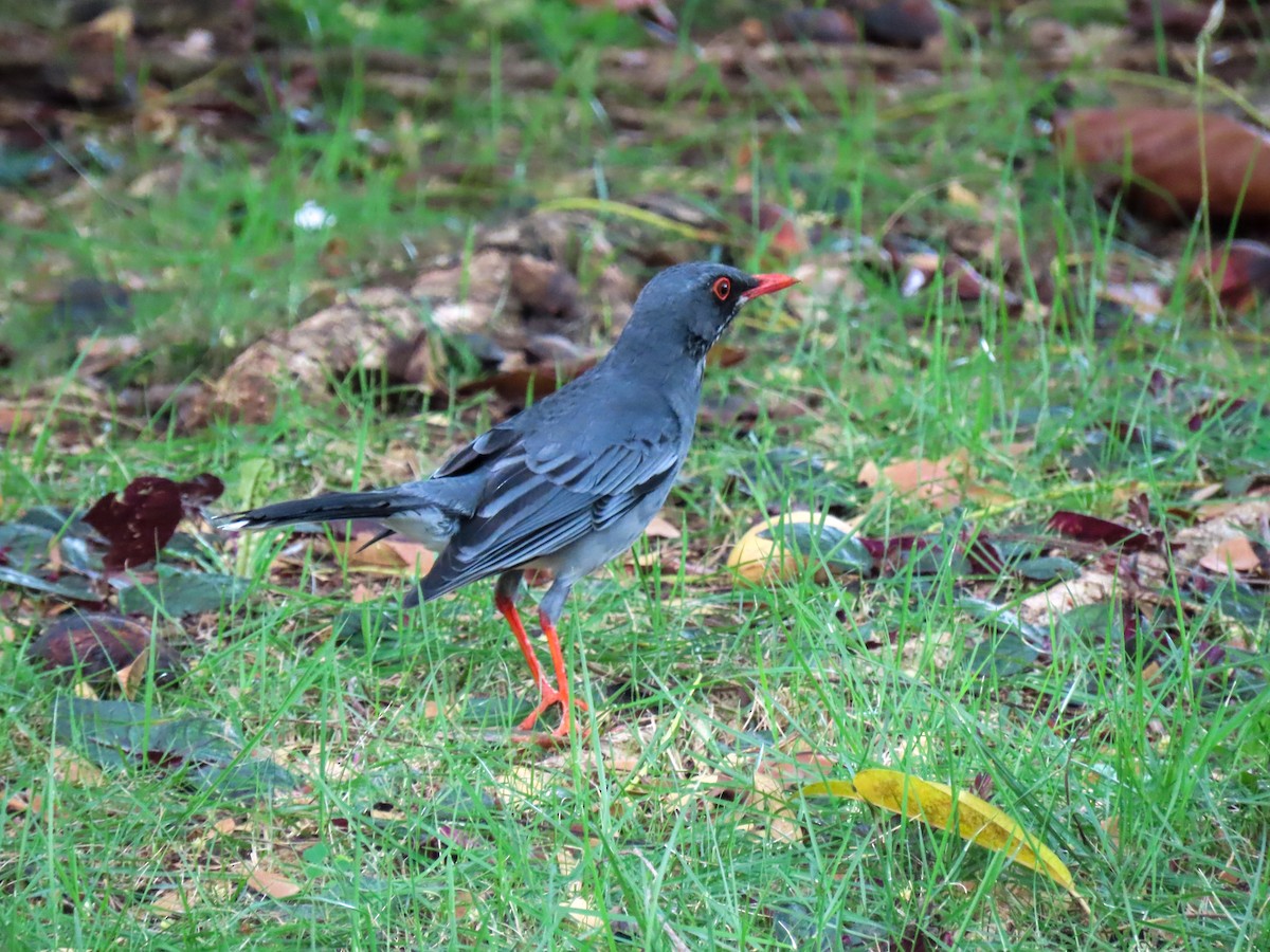 Red-legged Thrush - ML591430541