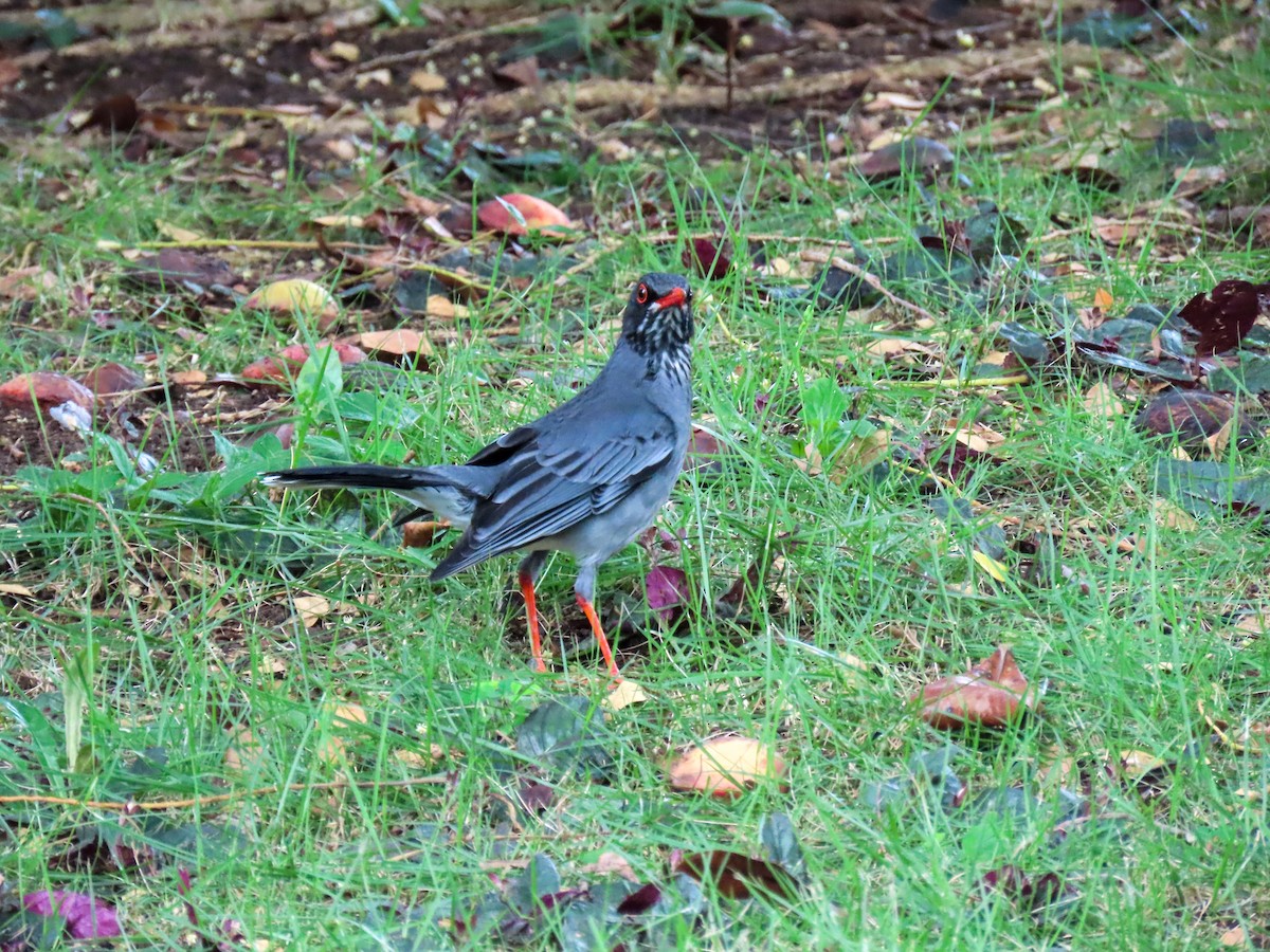 Red-legged Thrush - ML591430561