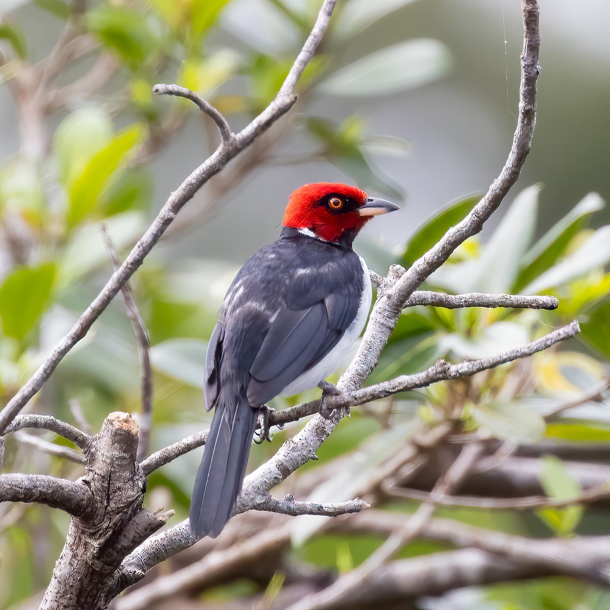 Red-capped Cardinal - ML591431491