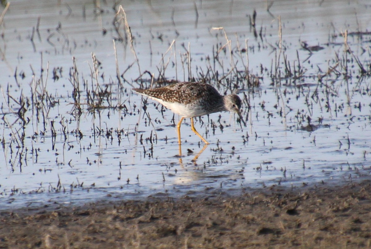 Lesser Yellowlegs - ML591431651