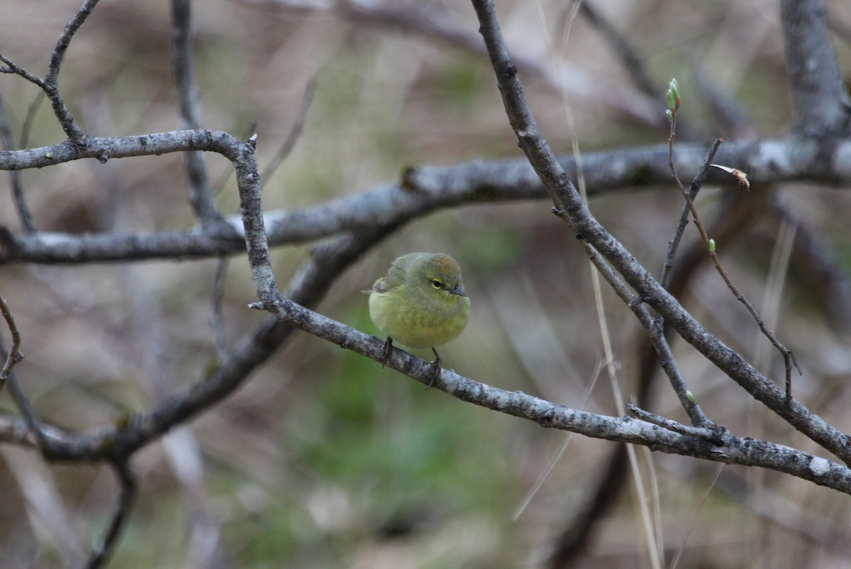 Orange-crowned Warbler - ML59143181