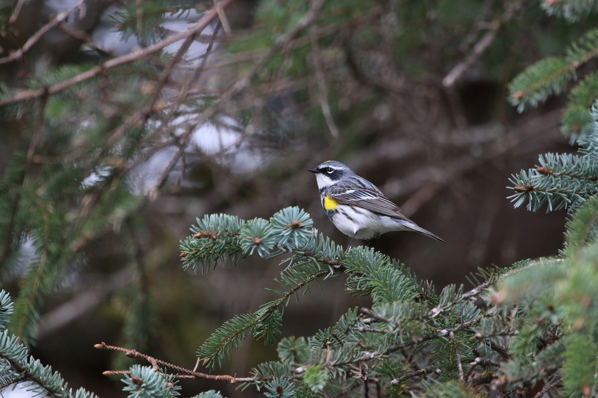 Yellow-rumped Warbler - ML59143191
