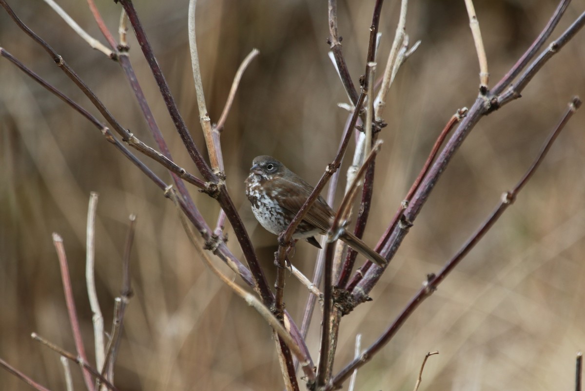 Fox Sparrow (Sooty) - ML59143201