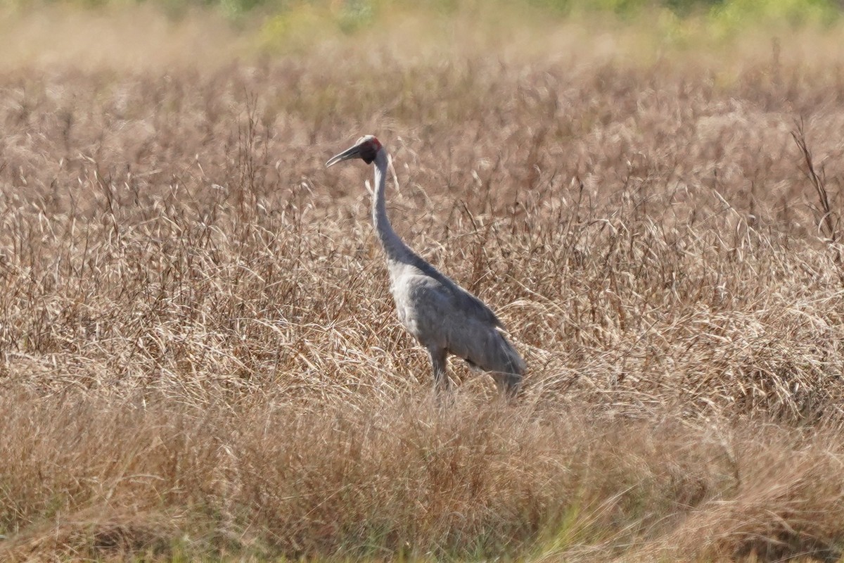 Brolga - Joshua Moody