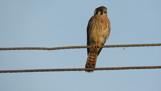 American Kestrel - ML591432041