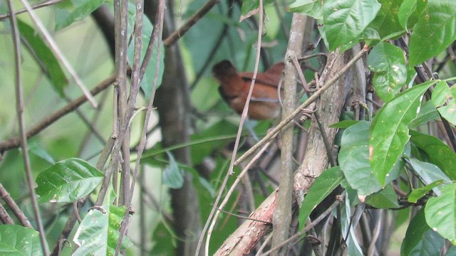 Buff-breasted Wren - ML591432271